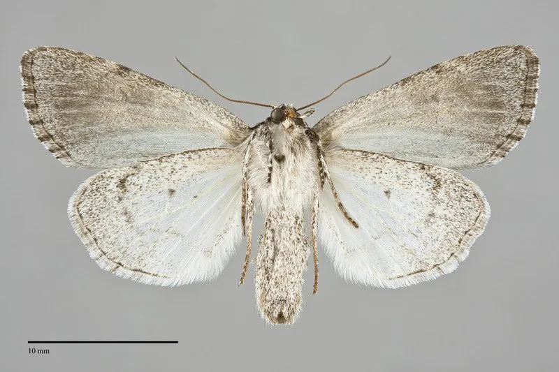 Acronicta mansueta