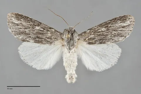 Acronicta oblinita