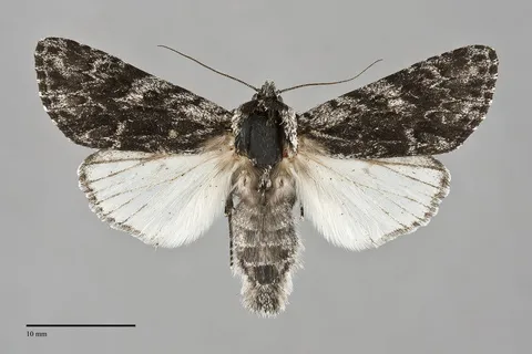 Acronicta perdita