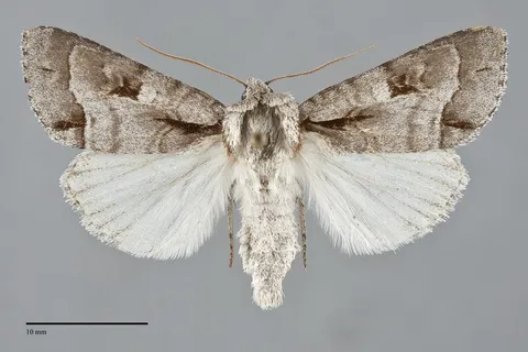 Acronicta quadrata