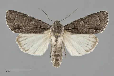 Acronicta radcliffei