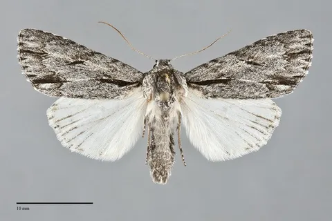 Acronicta strigulata