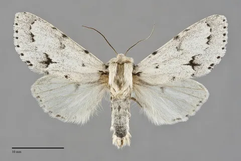 Acronicta vulpina