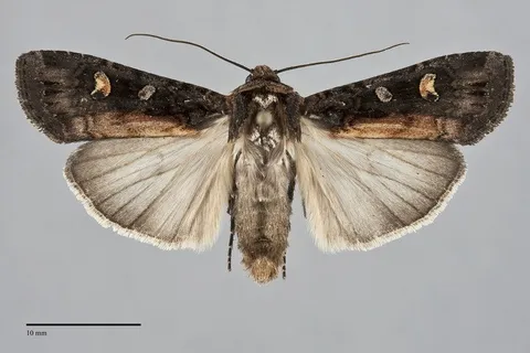 Actebia fennica