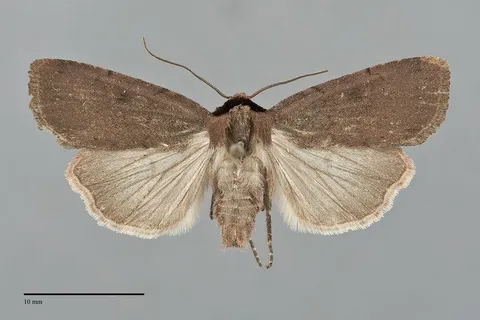 Adelphagrotis carissima