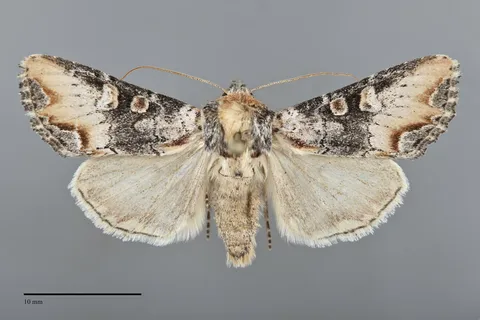 Admetovis icarus