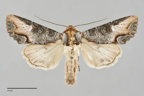 Admetovis oxymorus