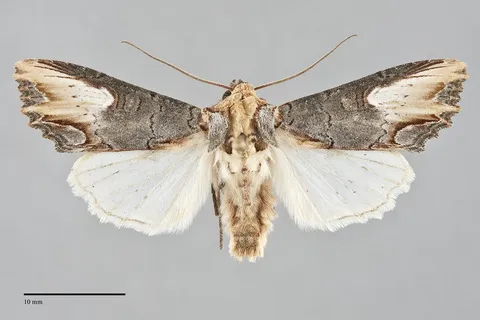 Admetovis similaris