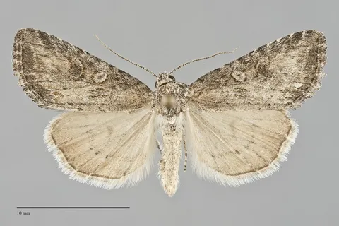 Afotella cylindrica