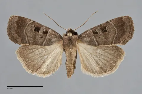 Agnorisma bugrai