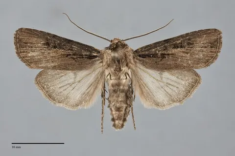 Agrotis antica