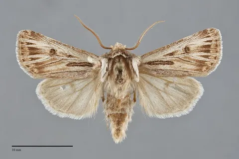 Agrotis daedalus