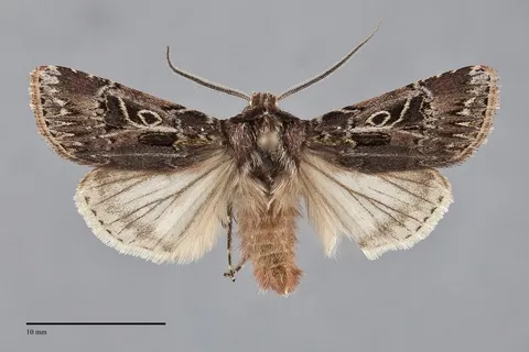 Agrotis gravis