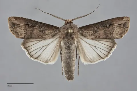 Agrotis ipsilon