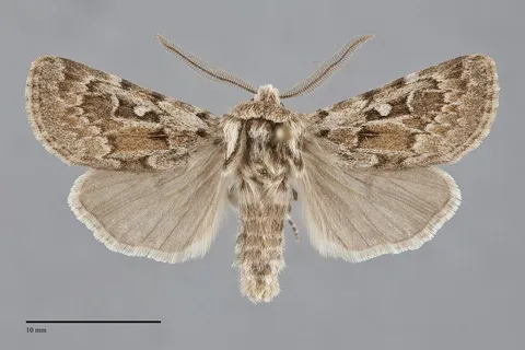 Agrotis longicornis