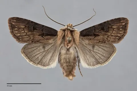 Agrotis obliqua