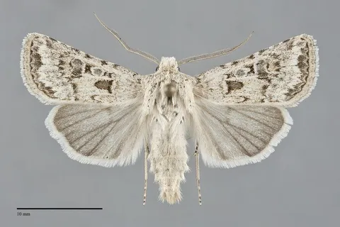 Agrotis orthogonia