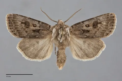 Agrotis ruta