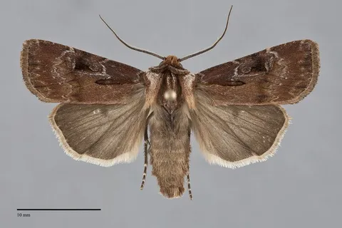 Agrotis vancouverensis