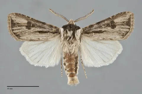 Agrotis venerabilis