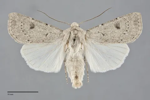 Agrotis vetusta