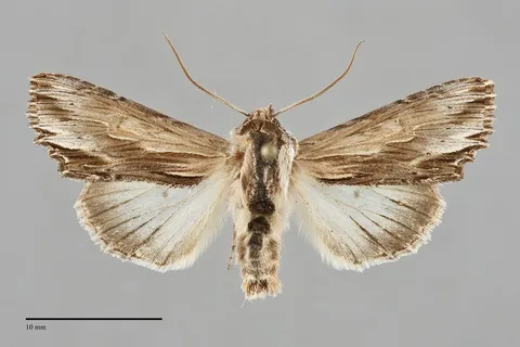 Alastria chico