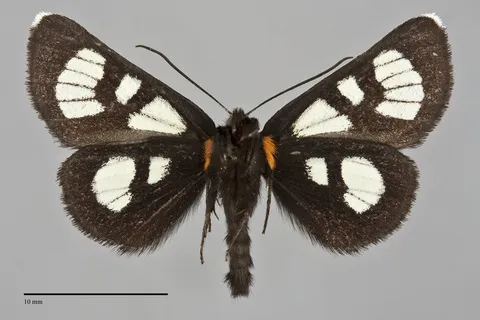 Alypia ridingsii