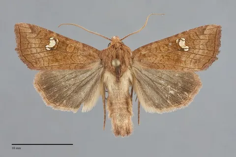 Amphipoea americana