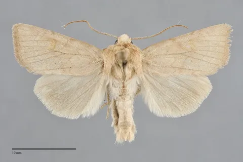 Amphipoea keiferi