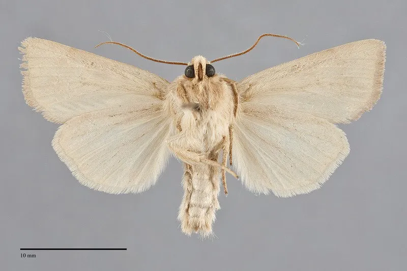 Amphipoea keiferi