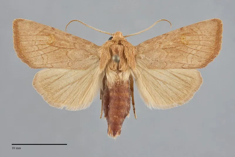 Amphipoea keiferi