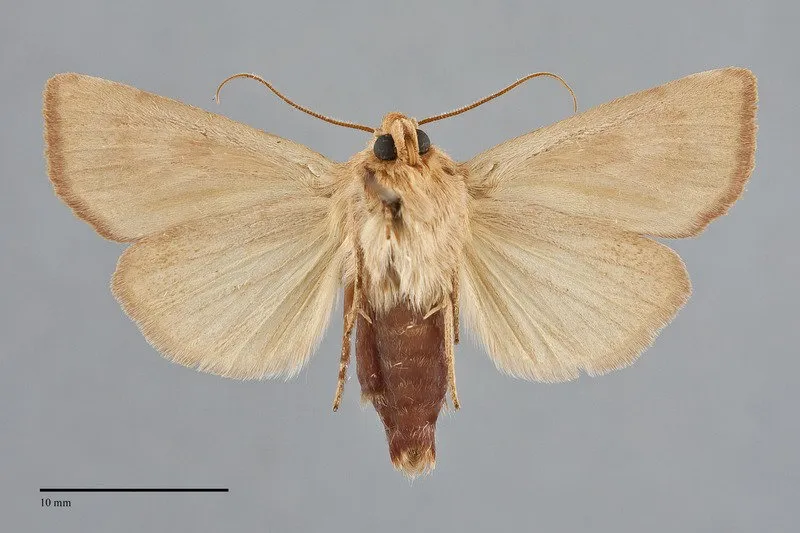 Amphipoea keiferi