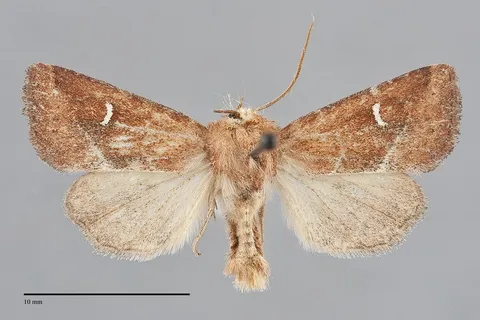 Amphipoea lunata