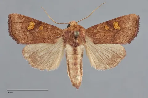 Amphipoea pacifica