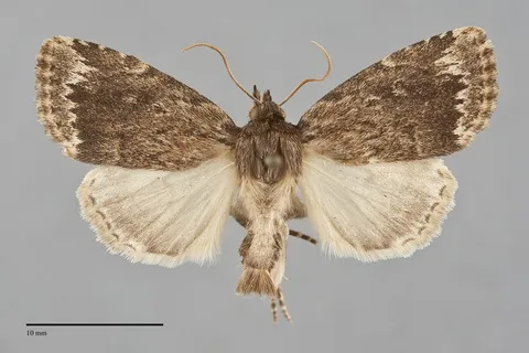 Amphipyra brunneoatra