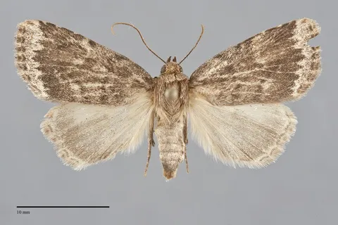 Amphipyra glabella
