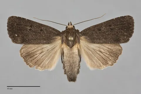 Amphipyra tragopoginis