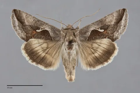 Anagrapha falcifera