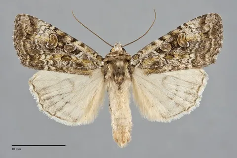 Anaplectoides pressus
