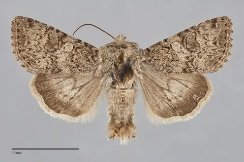Anarta alta