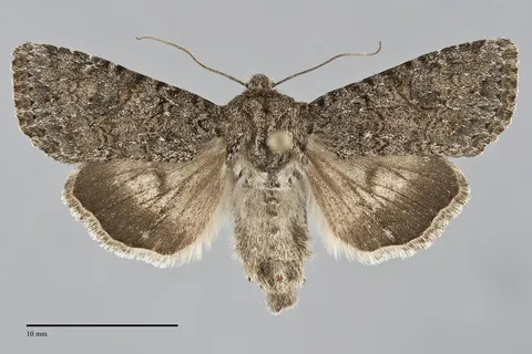 Anarta columbica