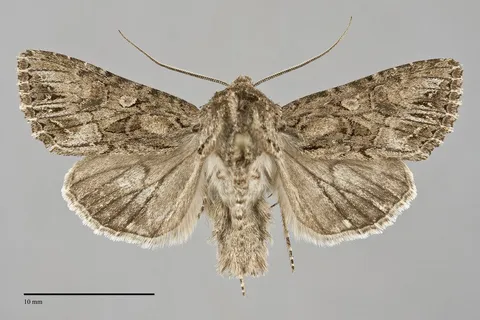 Anarta crotchii