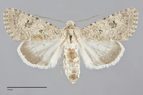 Anarta decepta