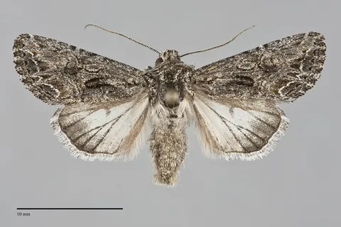 Anarta fulgora