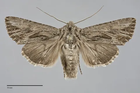 Anarta fusculenta