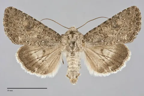 Anarta hamata