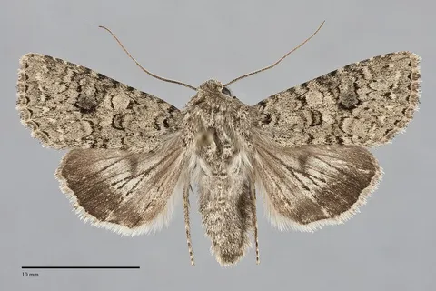 Anarta inconcinna