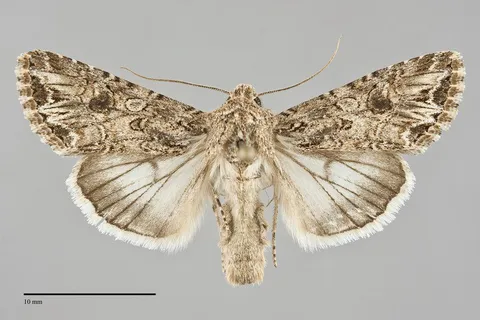 Anarta mutata