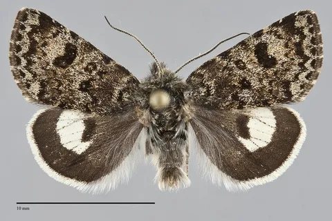 Anarta nigrolunata