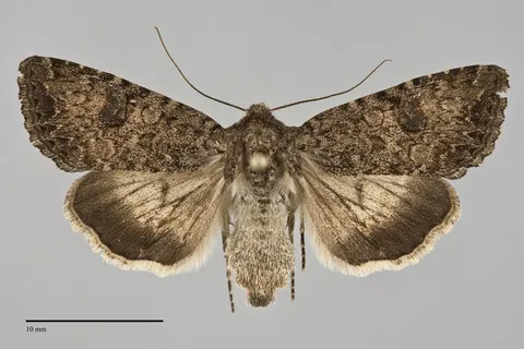 Anarta oregonica